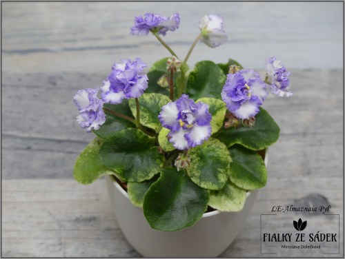 LE-Almaznaia Pyl'